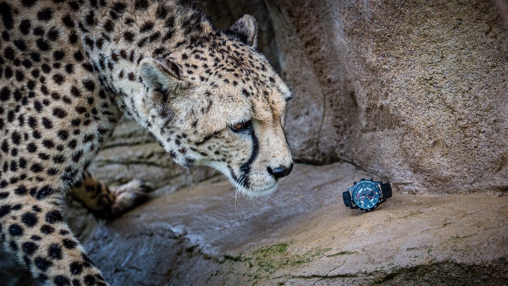 cheetah and a watch