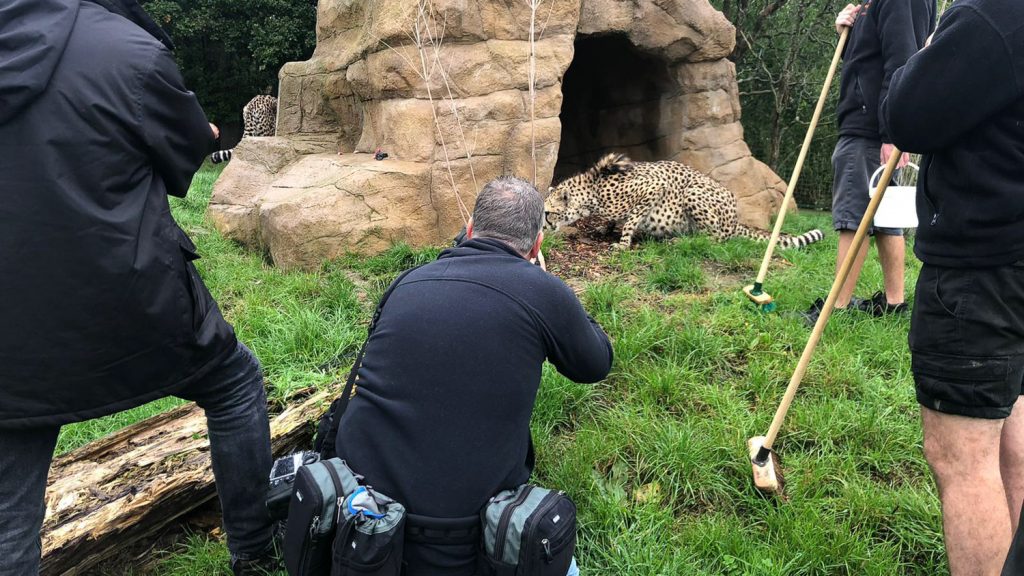 photographer in with Cheetahs