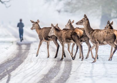 deer on snowy road