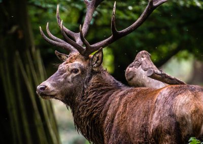 red deer stag ruting season