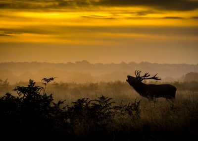 red deer stag bellows at dawn