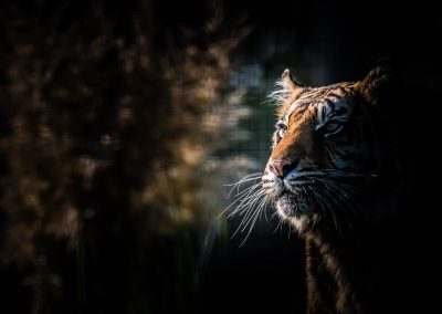 tiger profile wildlife photography