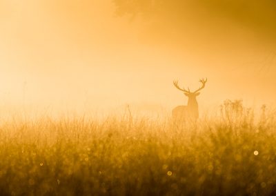 stag in early morning mist