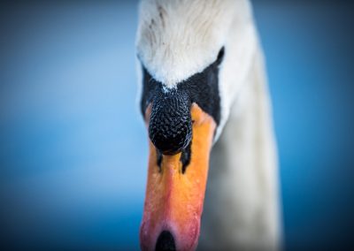male swan close up Ian Skelton Photography