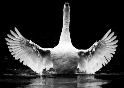 swan wings stretched windsor