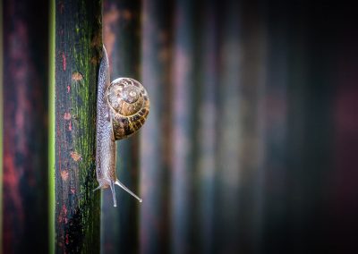 Snail eating lichen from railings