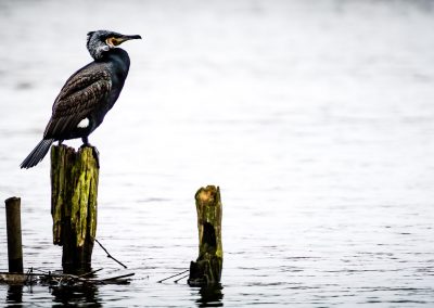 cormorant waiting on post wildlife photography
