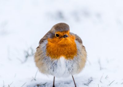 Robin fluffed up against the cold in snow