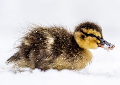 mallard duckling in snow wildlife photography