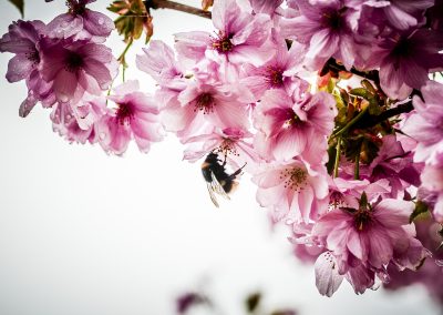 honey-bee-cherry-blossom-garden