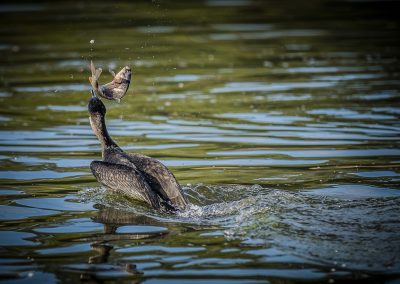 cormorant-catching-fish-dinner-wildlife