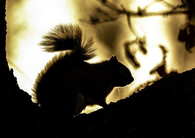 golden-hour-backlit-squirrel-wildlife