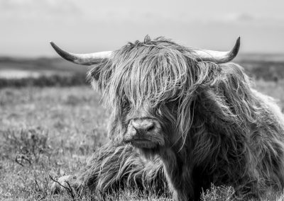 long-hair-highland-cow-dartmoor