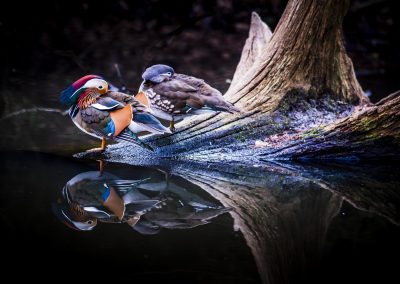 mandarin-ducks-mirror-image-reflection