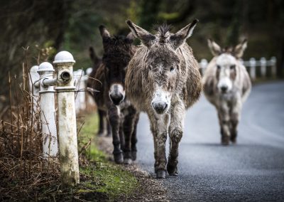 new-forest-donkey-road-walking