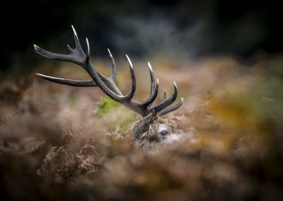 red-deer-bracken-fern-autumn