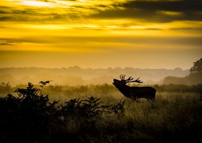 red-deer-dawn-golden-hour-bellowing