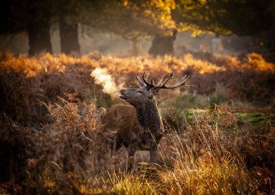 red-deer-stag-autumn-bracken-brown