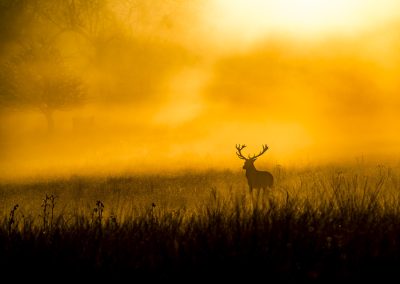 red-deer-stag-morning-mist-wildlife