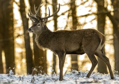 red-deer-stag-snow-wildlife-photography