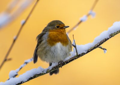 robin-dawn-golden-hour-wildlife-garden