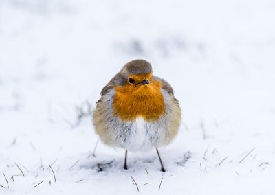 robin-bird-feathers-snow-wildlife