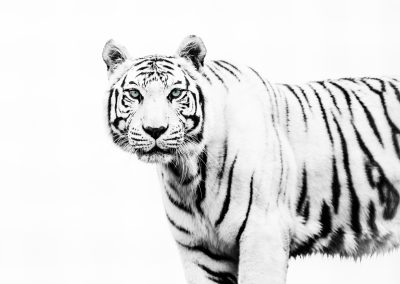 snow-tiger-big-cat-sactuary-monochrome