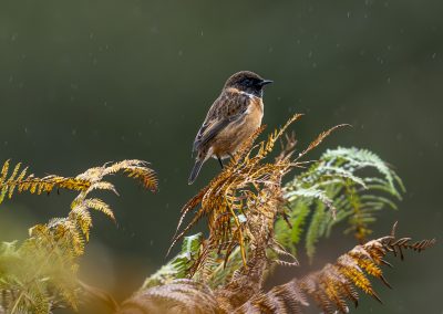 stonechat-bird-bracken-fern-wildlife