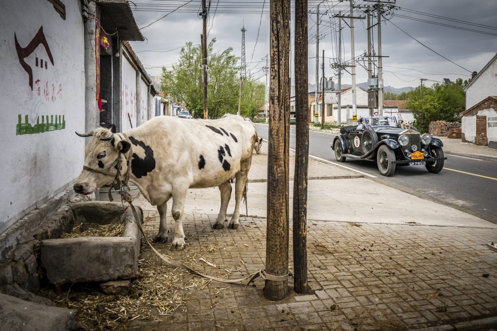 1930 Rolls Royce Phantom 2 passing a roadside cow