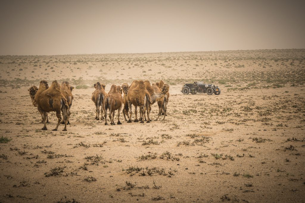1948 Bentley Bobtail passing camels in the Gobi Dessert