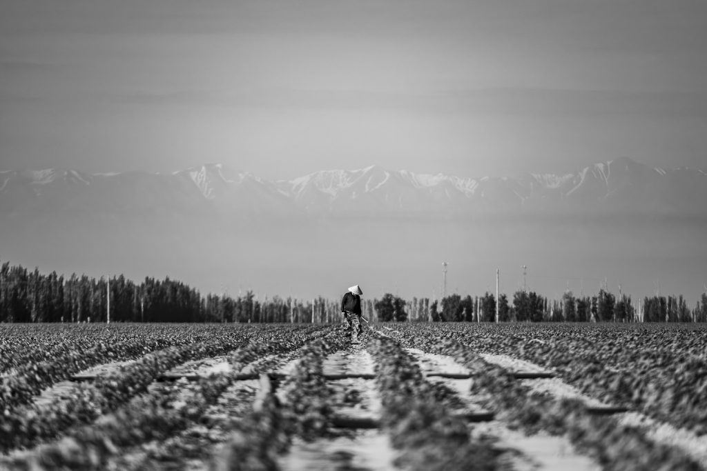 Chinese gamer in coolie hat tending fields