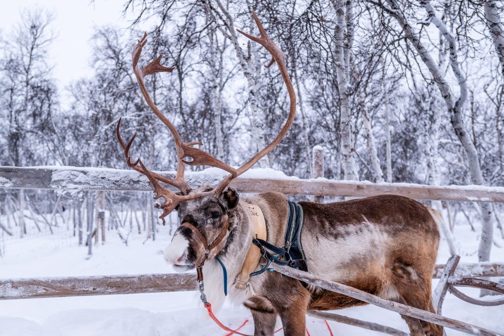 reindeer