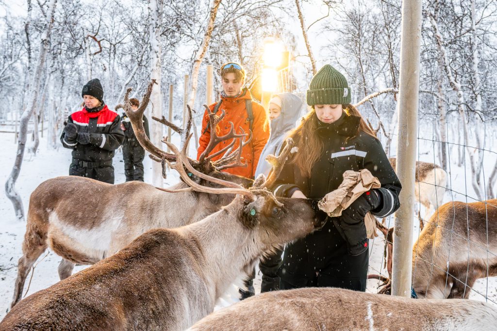 lady feeding reindeer