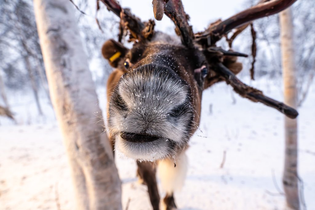 reindeer nose close up
