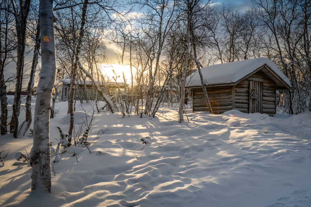 sunlight through trees over snow